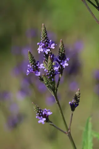 blue vervain (verbena hastata) wildflower with purple flower spikes and bracts against soft green background
