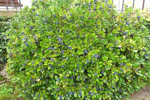 blueberry bush in a garden with lush green leaves and clusters of ripe blueberries