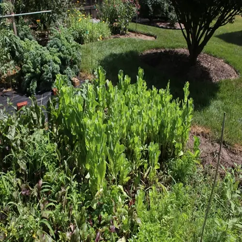 bolted lettuce plants in a garden with greenery and grass