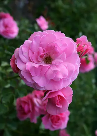 bonica rose pink blooms featuring layered petals and surrounding buds in green foliage