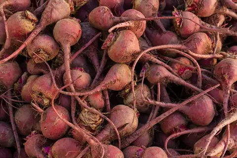 bountiful harvest of red scarlet turnips (scarlet queen variety) with roots, piled in bulk
