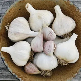 bowl of georgian crystal (hardneck porcelain) garlic bulbs with roots intact