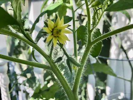 brandywine tomato vine with yellow flower, hairy stems and green leaves in a garden