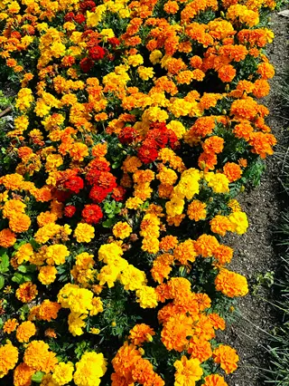 bright marigold blooms garden with orange, yellow, and red flowers in full bloom
