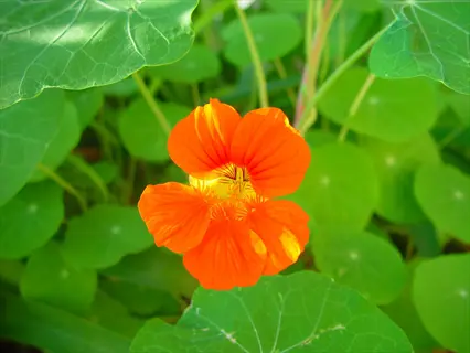 bright orange nasturtium flower with round green leaves in the background