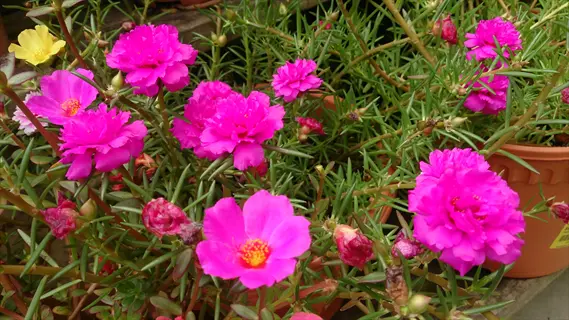 bright pink portulaca moss rose flowers blooming in pots with green foliage