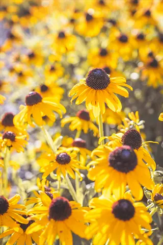 bright yellow black-eyed susan flowers with dark centers in a sunny garden
