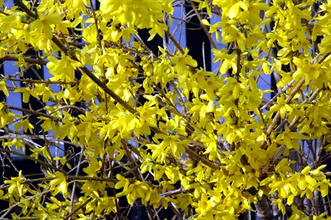 bright yellow forsythia flowers blooming on branches, ideal for forsythia branch cuttings