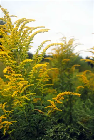 bright yellow goldenrod wildflower blooms with feathery flowers in a natural field