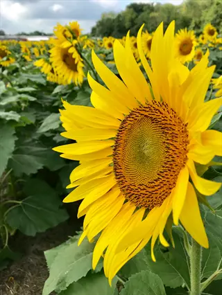 bright yellow sunflower garden blooms with large petals and dark centers in a sunny field