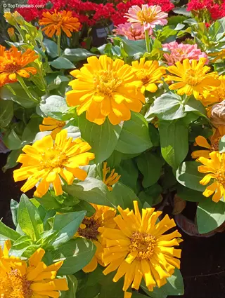 bright yellow zinnia flowers in a garden with green leaves and colorful blooms in the background