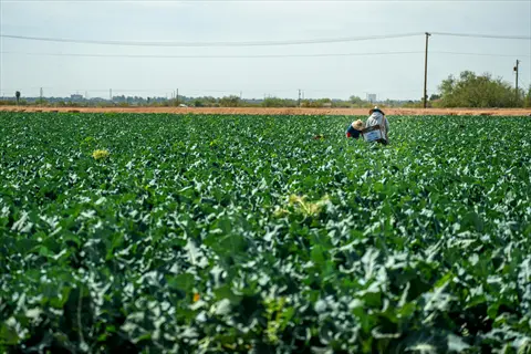 broccoli field rows harvest (marathon variety) with workers tending crops in expansive agricultural field under clear sky