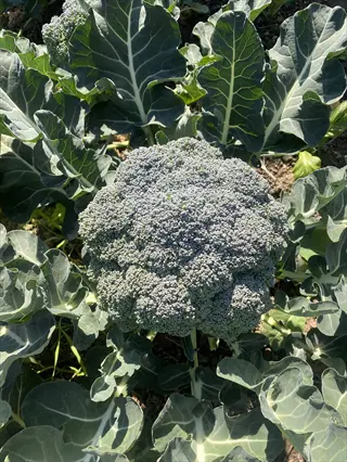 broccoli head garden: mature green broccoli head with dense florets surrounded by large leaves in sunny soil
