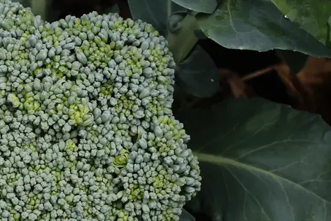 broccoli head garden plant: mature green florets with large surrounding leaves growing in a cultivated garden bed