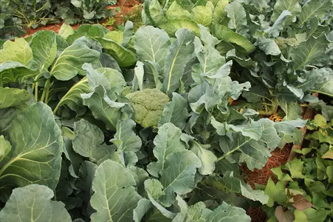 broccoli plant growing garden: mature imperial variety broccoli heads with lush green leaves thriving in a sunny vegetable garden, ready for harvest