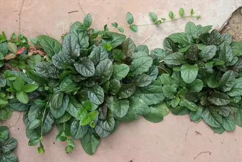 bronze beauty ajuga groundcover featuring glossy, dark bronze-purple foliage growing densely along a garden path edge