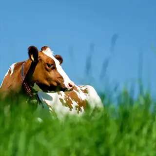 brown-and-white cow in a lush perennial ryegrass field under clear blue sky, with tall green grass in the foreground