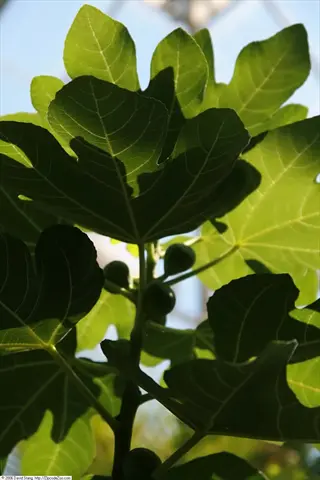 brown turkey fig tree with large green lobed leaves and immature fruit, backlit against a bright sky