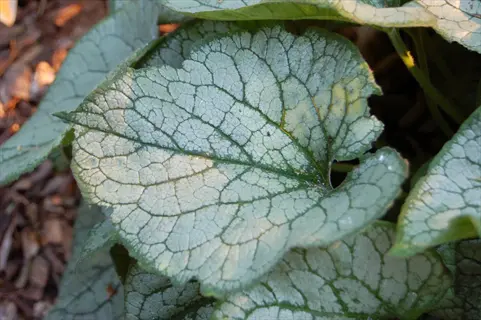 brunnera 'jack frost' leaves with heart-shaped silvery foliage featuring intricate dark green veins, growing in a mulched garden bed