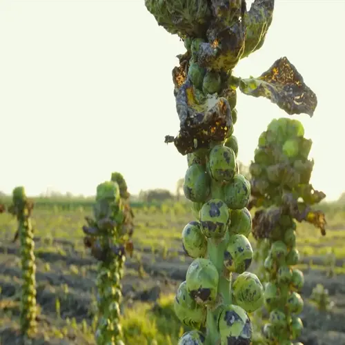brussels sprouts garden harvest with mature buds on stalks during golden hour sunlight