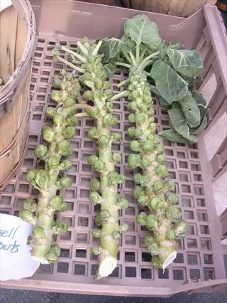brussels sprouts plant stalk with mature sprouts and leaves displayed in a market basket, with visible text signage