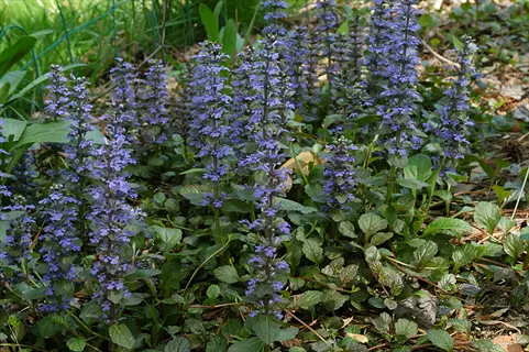 bugleweed (ajuga reptans) with purple flowers and dark green leaves