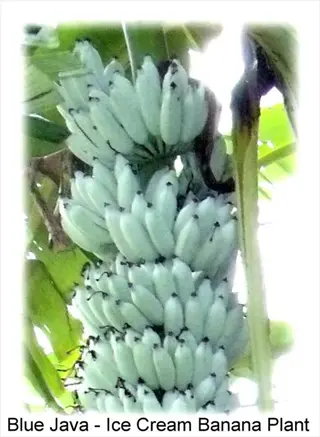 bunch of blue java banana (ice cream variety) on plant with green foliage, overlaid text 'blue java - ice cream banana plant'