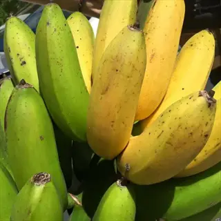 bunch of elongated goldfinger banana fruit (fhia-01) with mixed green and yellow ripeness on plant