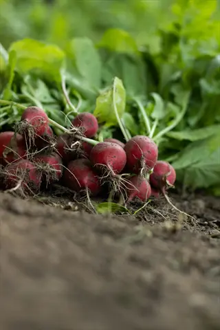 bunch of freshly harvested red radishes with greens on garden soil