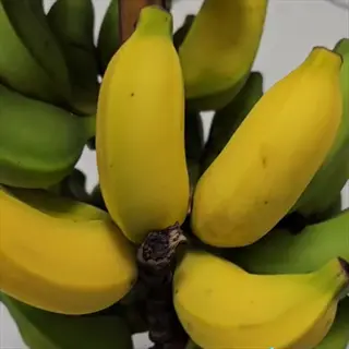 bunch of ripe lady finger bananas with green unripe fruits in background on plant