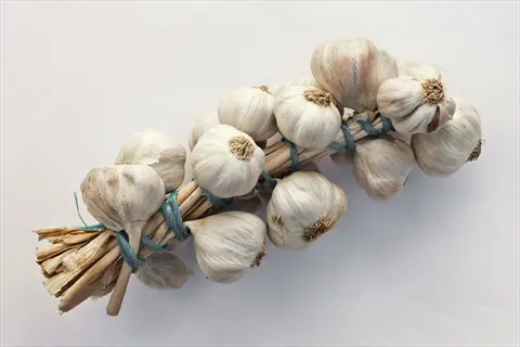 bunch of spanish roja (hardneck rocambole) garlic bulbs tied together