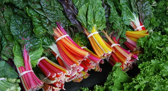bunched rainbow swiss chard colorful stems including pink, orange, yellow and red with dark green leaves