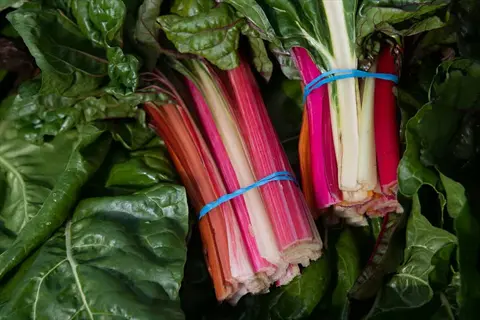 bunches of valentine rhubarb stalks with pink, red, and orange hues tied with blue bands among large green leaves