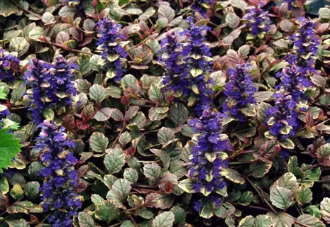 burgundy glow ajuga plant showcasing variegated foliage with purple flower spikes in bloom