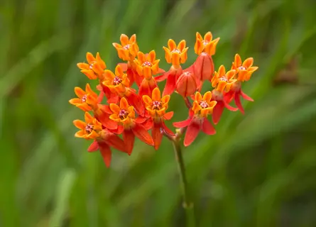 butterfly weed (asclepias tuberosa) with bright orange flowers in bloom