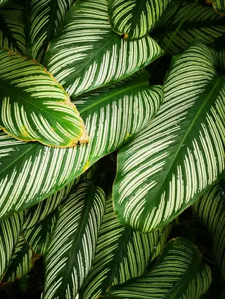 calathea plant leaves with distinctive green and off-white striped pattern