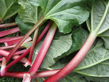 canada red rhubarb stalks with large green leaves harvested and arranged on grass
