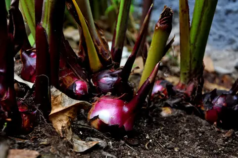 canna rhizome bulbs growing in garden soil with emerging shoots and foliage