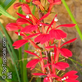 cardinal flower red blooms (lobelia cardinalis) with visible watermark text
