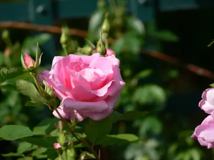 carefree beauty rose showcasing a soft pink bloom with unopened buds amid lush green foliage