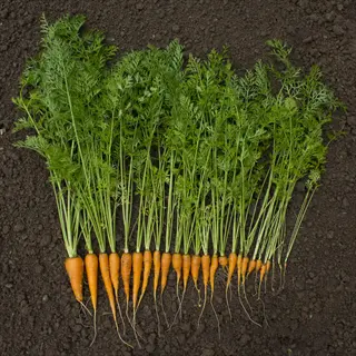 carrots garden harvest: multiple orange roots with feathery green tops laid out on soil, displaying various sizes from a home garden