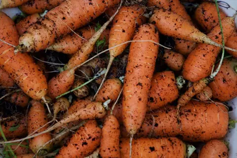 carrots harvest garden soil: freshly unearthed orange carrots covered in dark soil, straight from the garden bed
