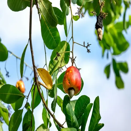 cashew tree fruit harvest showing ripe red apples and attached nuts hanging from branches under a blue sky