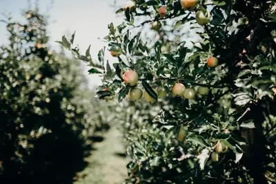 Fruits