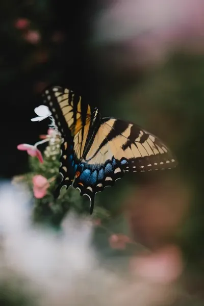 Wildlife