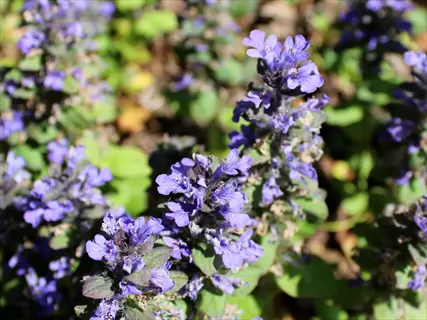 catlins giant ajuga flowers featuring tall purple flower spikes and green foliage in a sunlit garden setting
