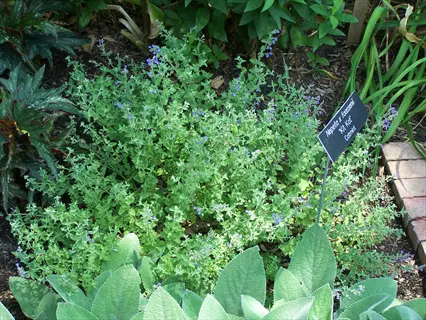 catmint nepeta garden with purple flower clusters, gray-green foliage, and visible botanical label in a mulched garden bed with brick edging