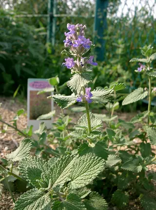 catmint (nepeta) plant with purple flowers and green leaves growing in a garden