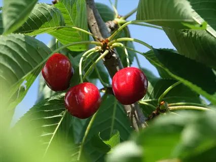 chelan cherry early variety: plump bright red cherries hanging from tree branches among glossy green leaves under blue sky