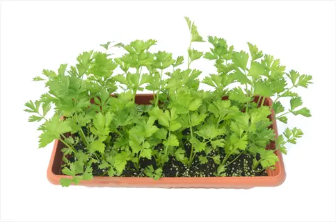 chervil herb plant in a terracotta pot with green leaves